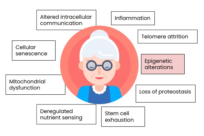 The science of ageing